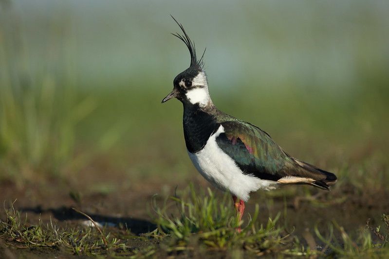 UK birds threatened by climate change